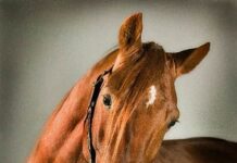 Brouwer klaart de klus en maakt en passant reclame voor de Yearlingsale in Wolvega